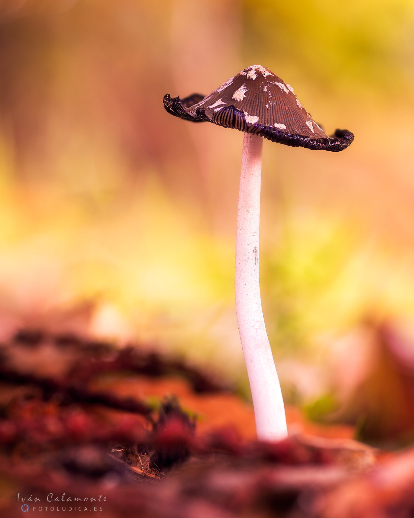 Coprinus Picaceus